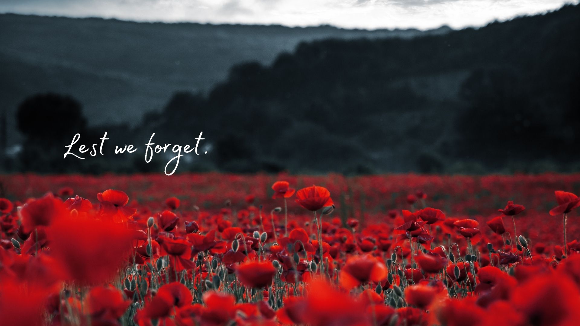 Teaching the True Meaning of Remembrance Day to Children - Wee College